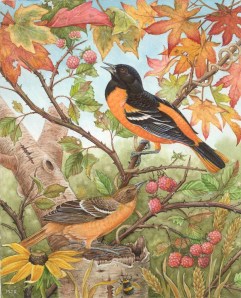 Baltimore Oriole